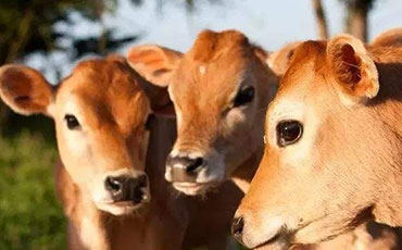 牛奶冷藏罐農(nóng)機補貼審核要點解析 