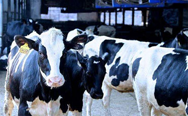 高產(chǎn)奶牛繁殖障礙的原因和分析