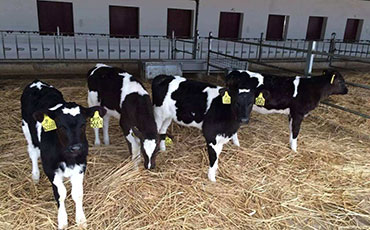 牛焦蟲(chóng)病的防治，應(yīng)從防蜱蟲(chóng)開(kāi)始！