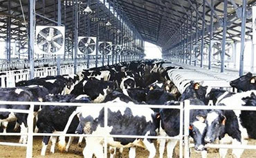 2025生鮮乳保鮮利器：國(guó)內(nèi)優(yōu)質(zhì)牛奶制冷罐廠家大盤(pán)點(diǎn)