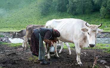分地區(qū)牛奶冷藏罐農(nóng)機(jī)補(bǔ)貼政策解讀 各地實(shí)施細(xì)則與特色舉措