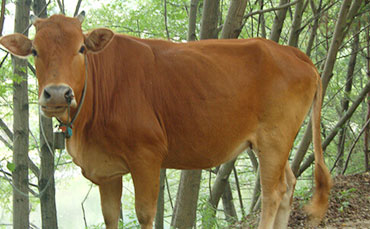 【牛場(chǎng)管理】奶牛場(chǎng)各項(xiàng)崗位管理制度