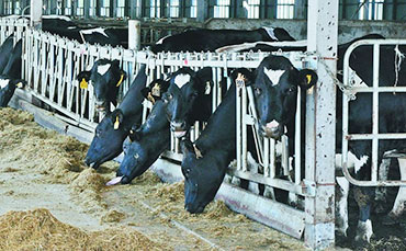 新東移動擠奶車，推動鄉(xiāng)村畜牧養(yǎng)殖業(yè)新發(fā)展