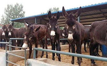 邢滿倉(cāng)的生態(tài)牧場(chǎng)，搭上新東牛奶制冷罐“農(nóng)機(jī)補(bǔ)貼快車”