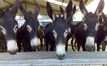鮮牛奶儲存罐在牧場中的功能和作用