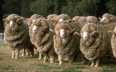 新東移動收奶站，讓科技推動牧民脫貧致富