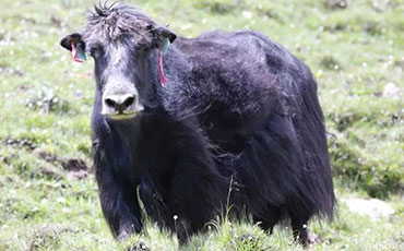 入伏后牛該怎么養(yǎng)？入伏后養(yǎng)牛需要注意什么問題？