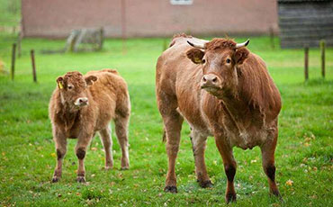 阿有珍的彝族合作社，新東牛奶制冷罐讓“高原奶”走得更遠(yuǎn)