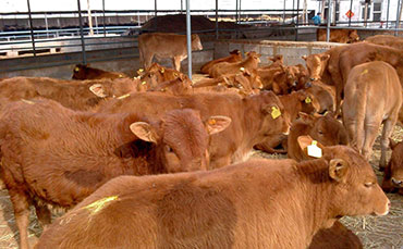 新東鮮奶運(yùn)輸車以技術(shù)實(shí)力贏得巴西乳企信賴