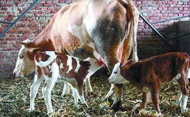 分地區(qū)牛奶冷藏罐農(nóng)機補貼政策解讀